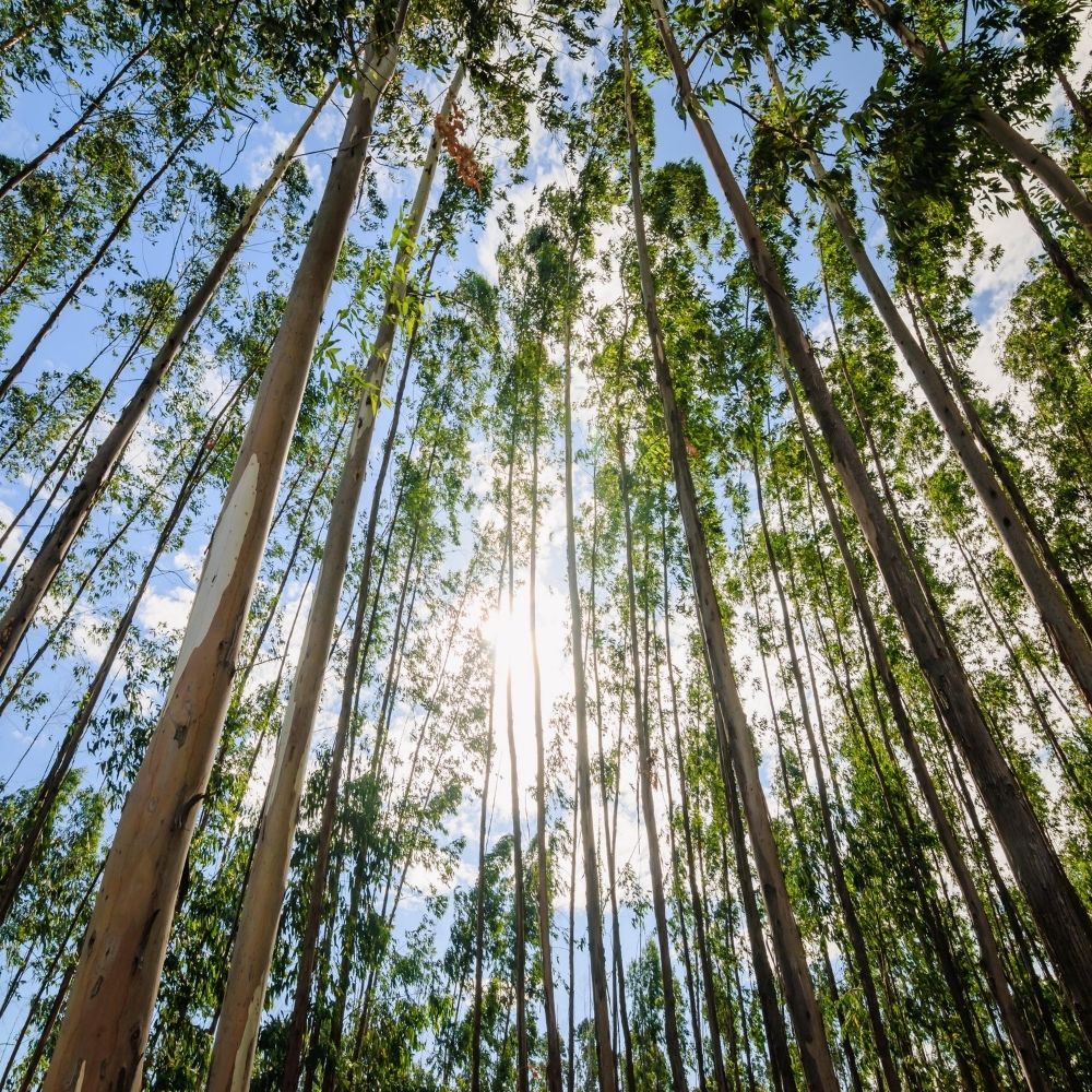 Eukalyptus Wald